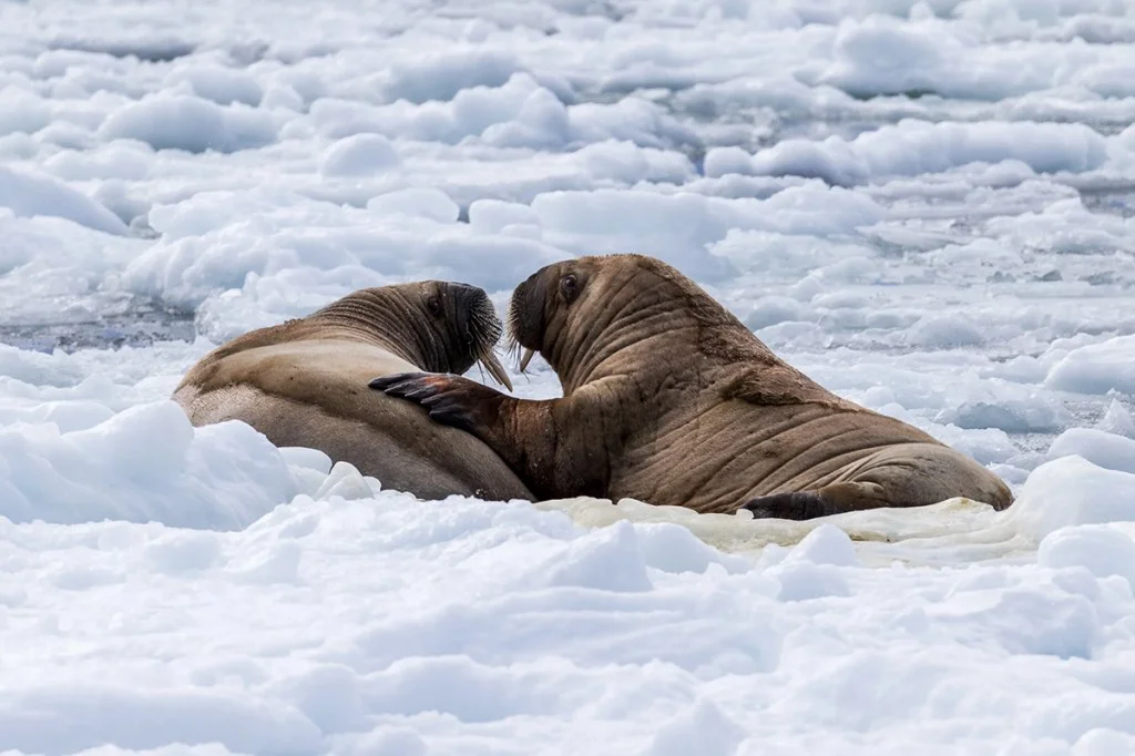 A walrus appears to comfort another on the ice in Svalbard