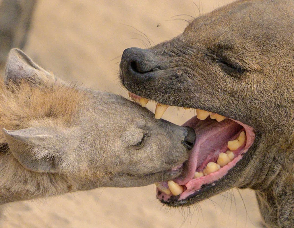 Two spotted hyenas meet mouth-to-mouth in Botswana