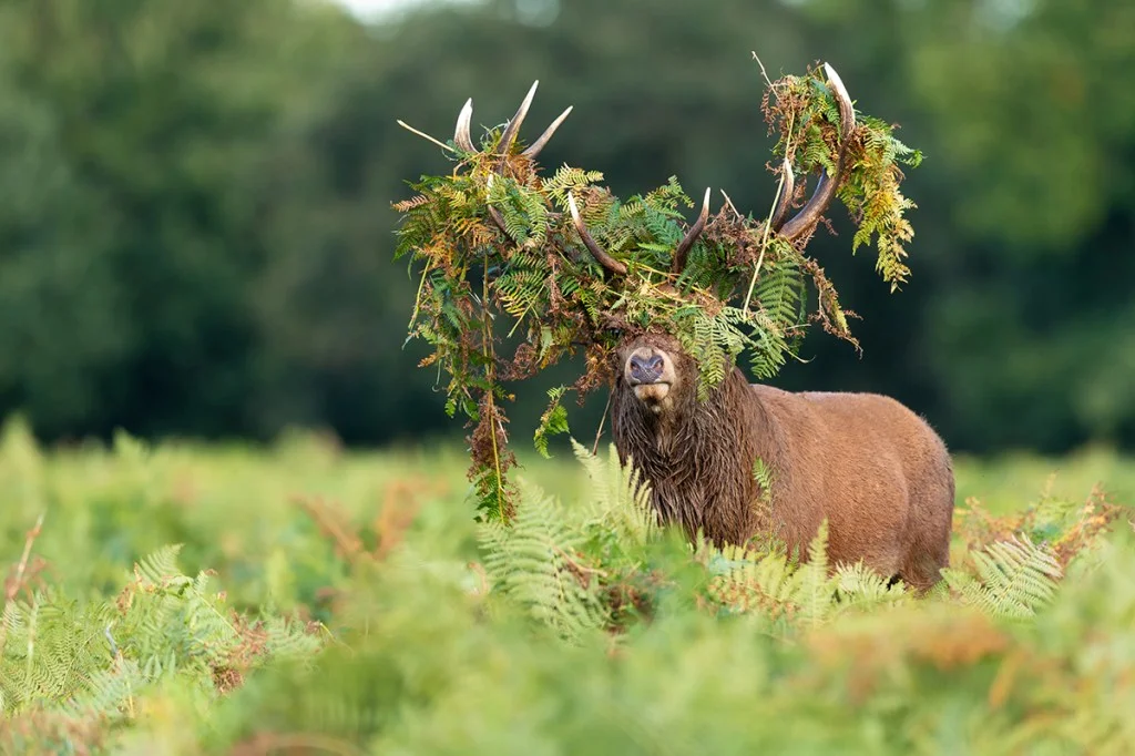 camouflaged stag playing hide and seek during the rutting season