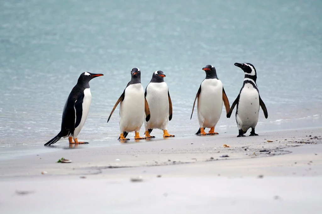 Four Gentoo and one Magellanic (or Jackass) Penguins