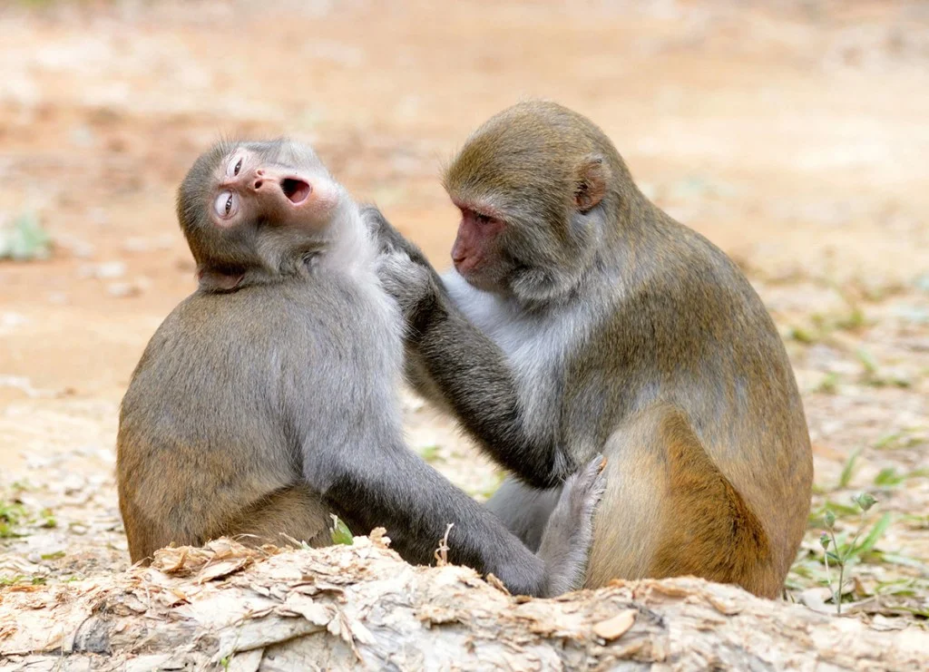 two monkeys picking each other