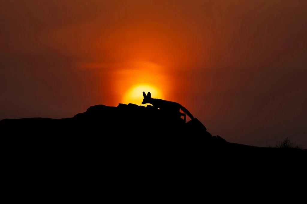 silhouette of a fox in the desert against a red sunset