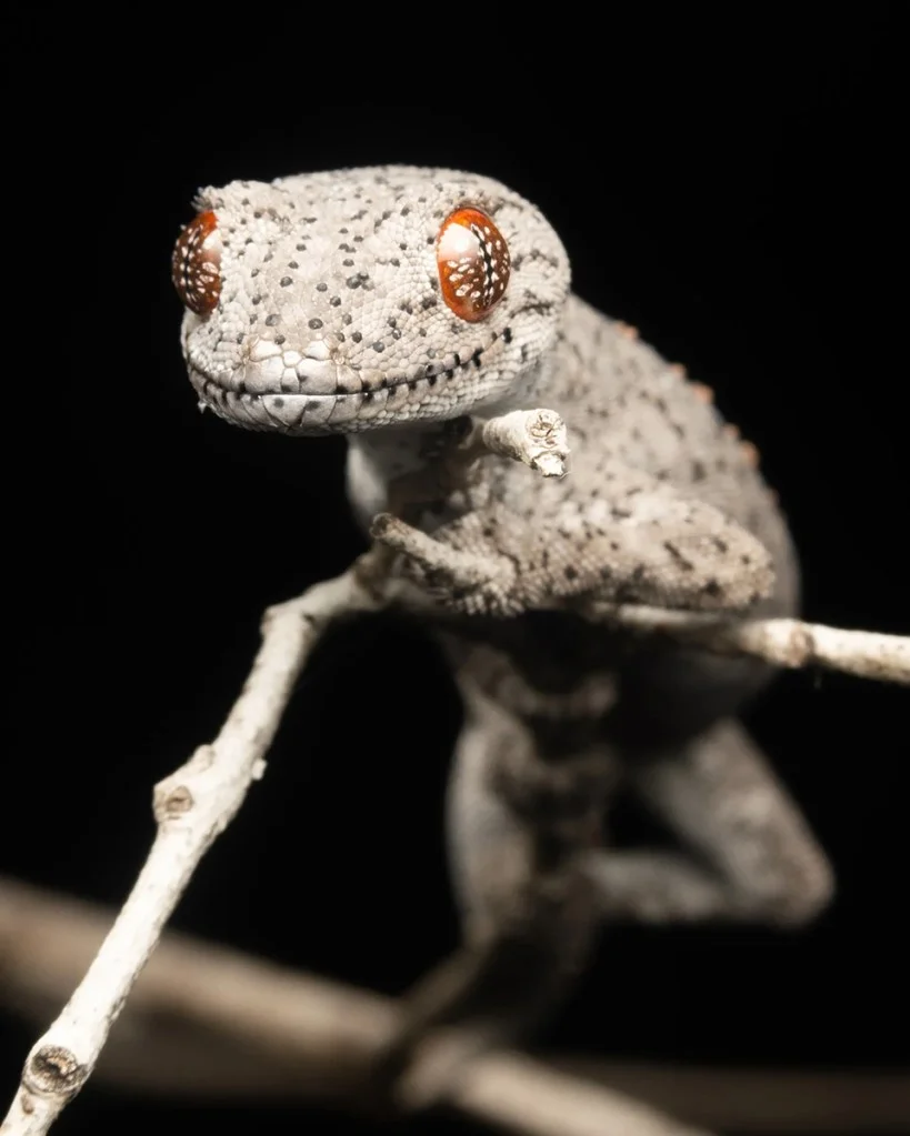 portrait of a white gecko