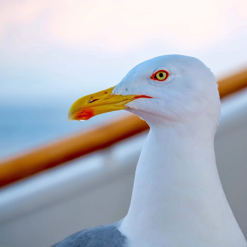portrait of a seagull close up