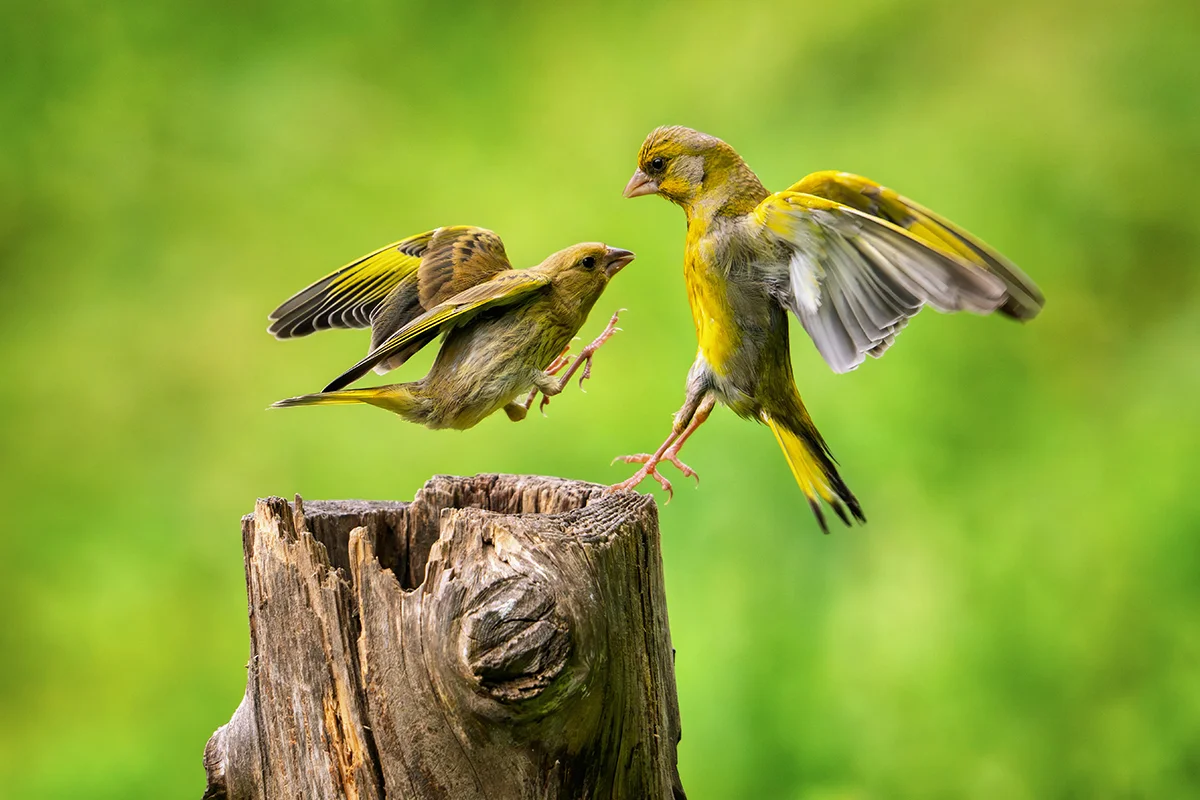 Explore Stunning Wildlife Photography from APOY 2026: Highlights and Techniques
