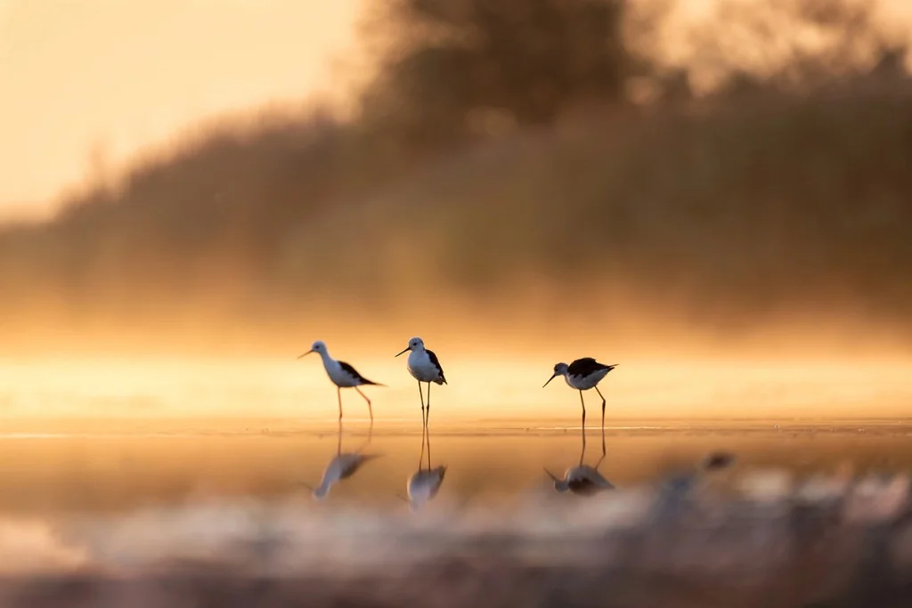 silhouette of three sea birds in water against golden background