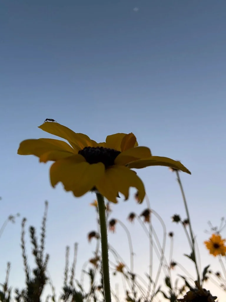 photo looking up at flower with a tiny ant on the edge of a petal