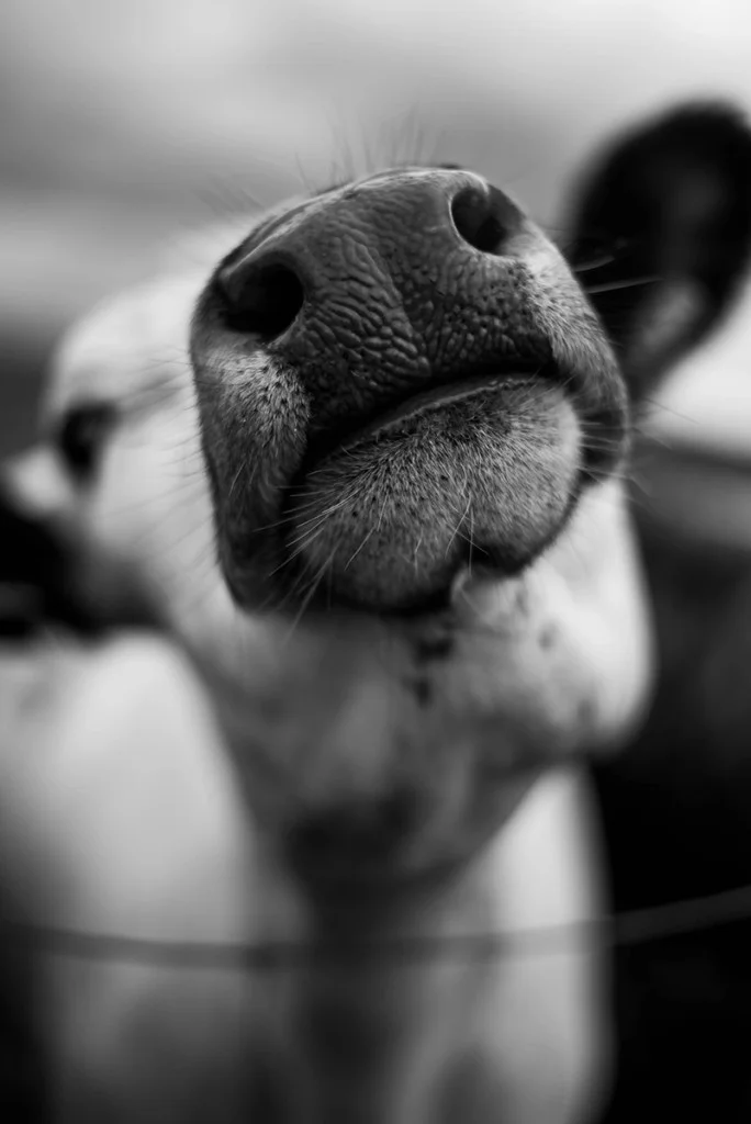 close-up portrait of a cow with focus on nose