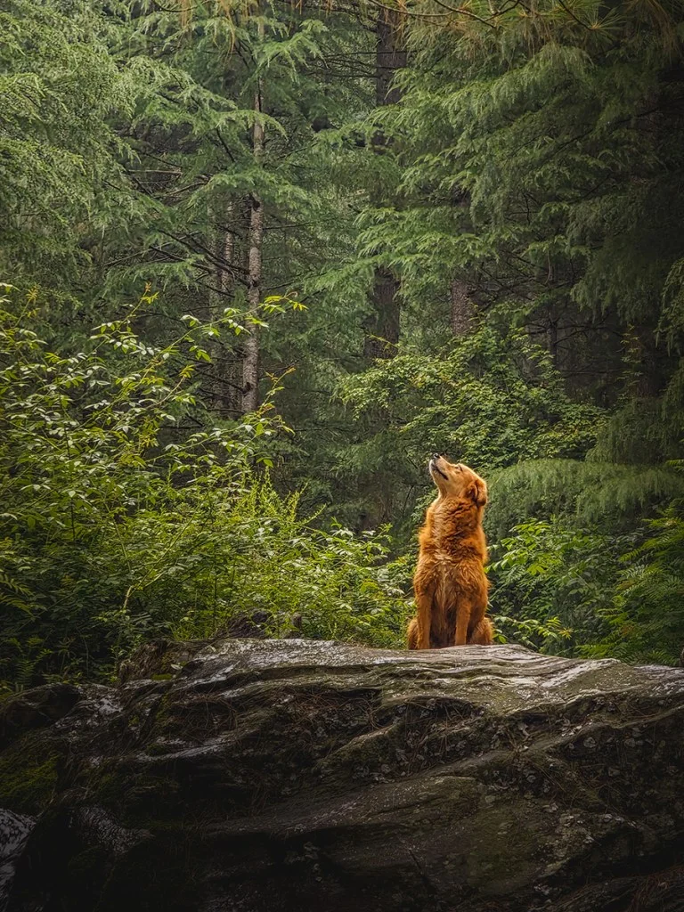 portrait of a tan dog stood in forest landscape