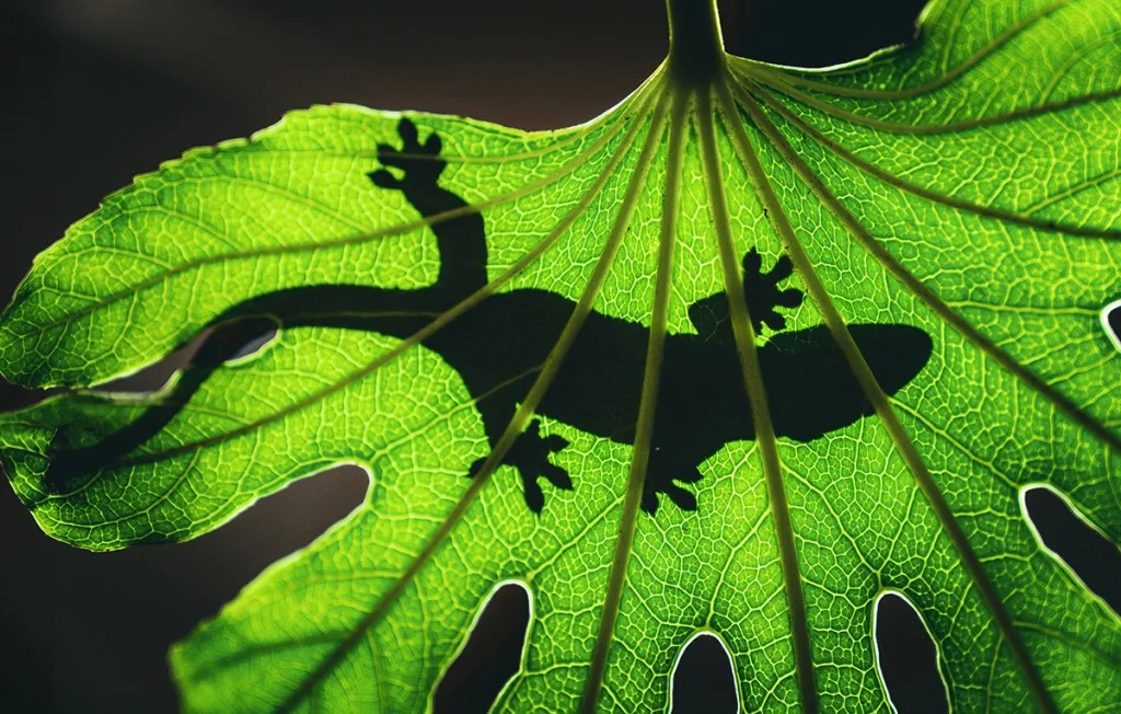 Gecko silhouette on a leaf
