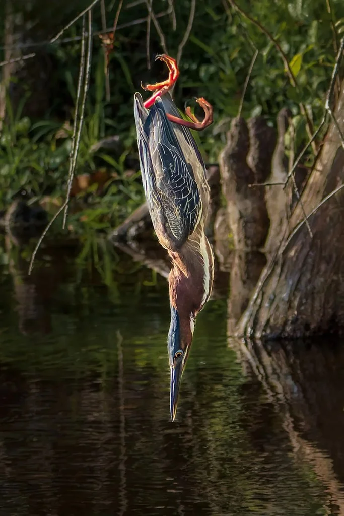 heron diving into water