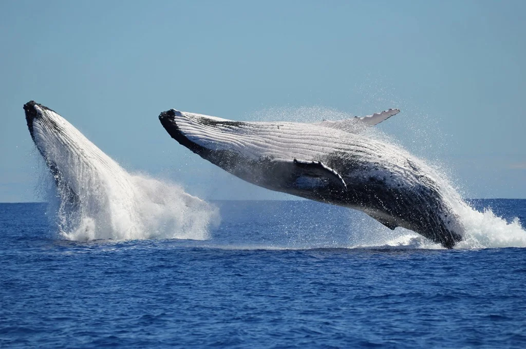 two whales breaching water