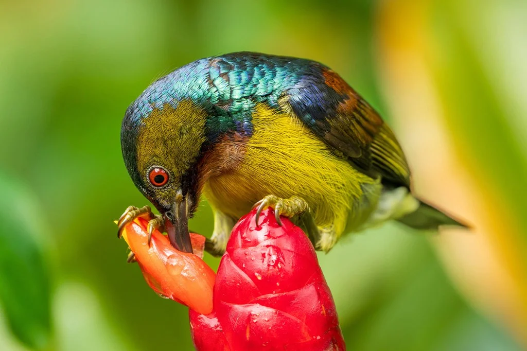 Brown-throated sunbird
