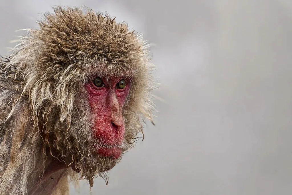 side profile portrait of a monkey
