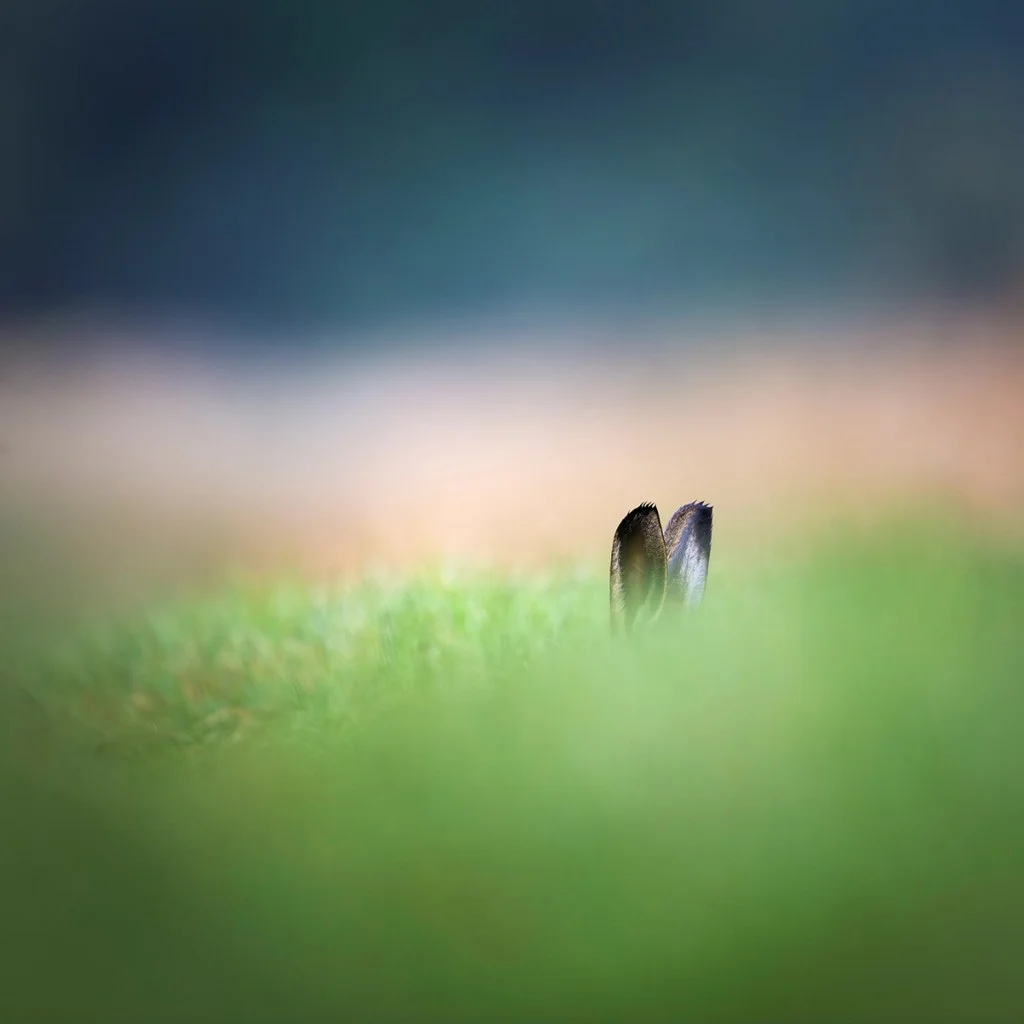 Rabbit ears peeping out of grass