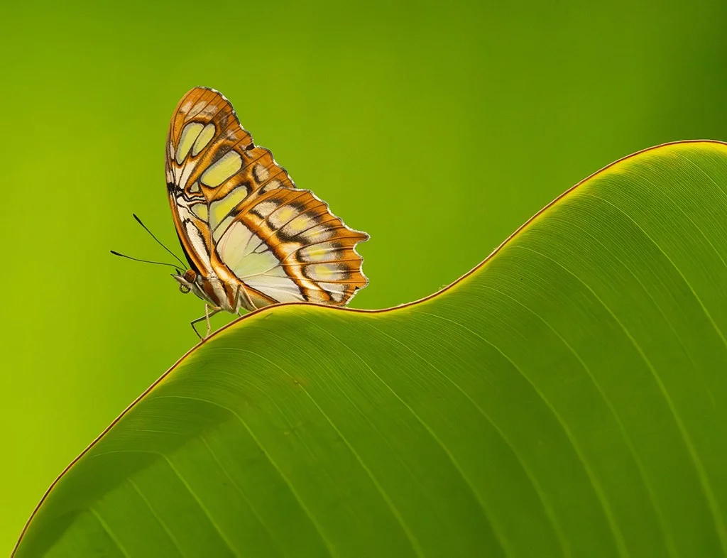 butterfly on a leaf