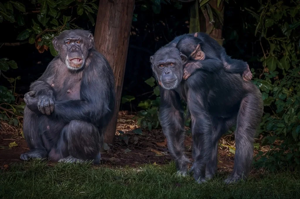 family of chimps in the zoo