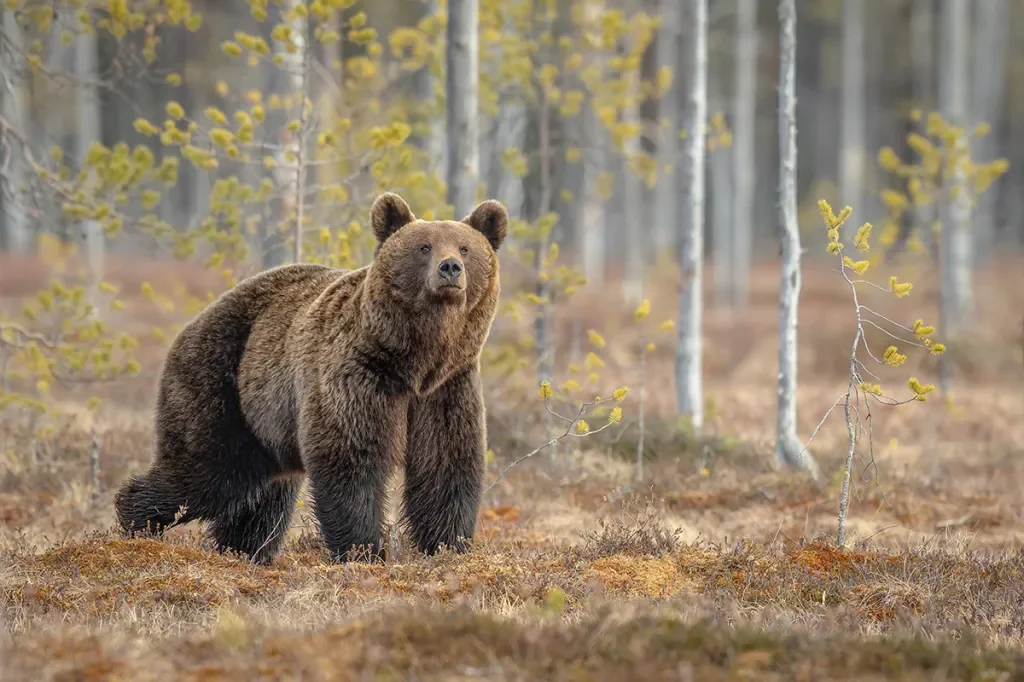 lone bear in the woods