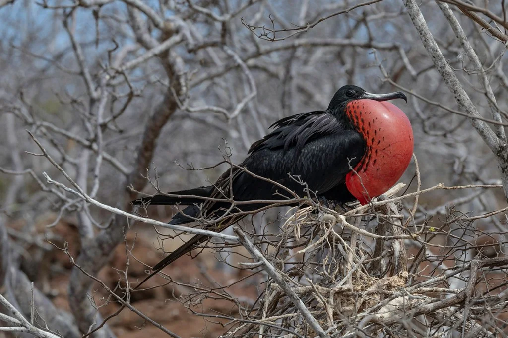 frigatebird in a tree