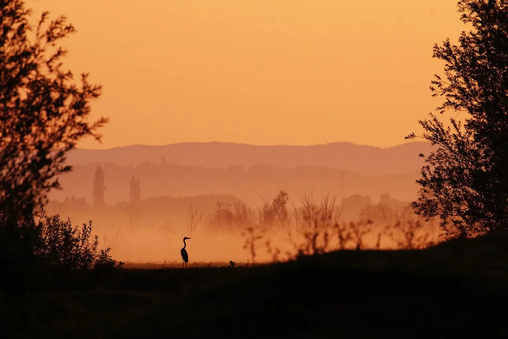 heron stood in orange landscape