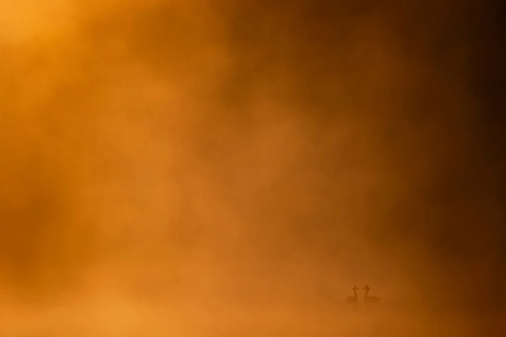 two great crested grebes in a misty orange landscape