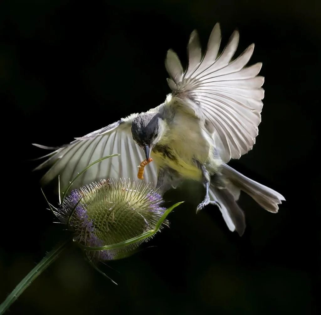 bird feeding from a thistle