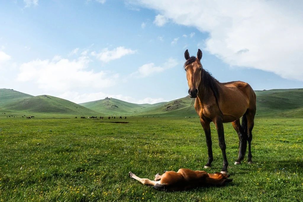 mother and sleepy foal