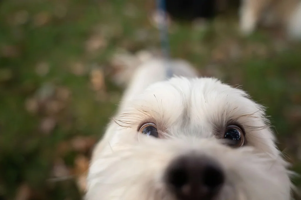close-up of dogs nose
