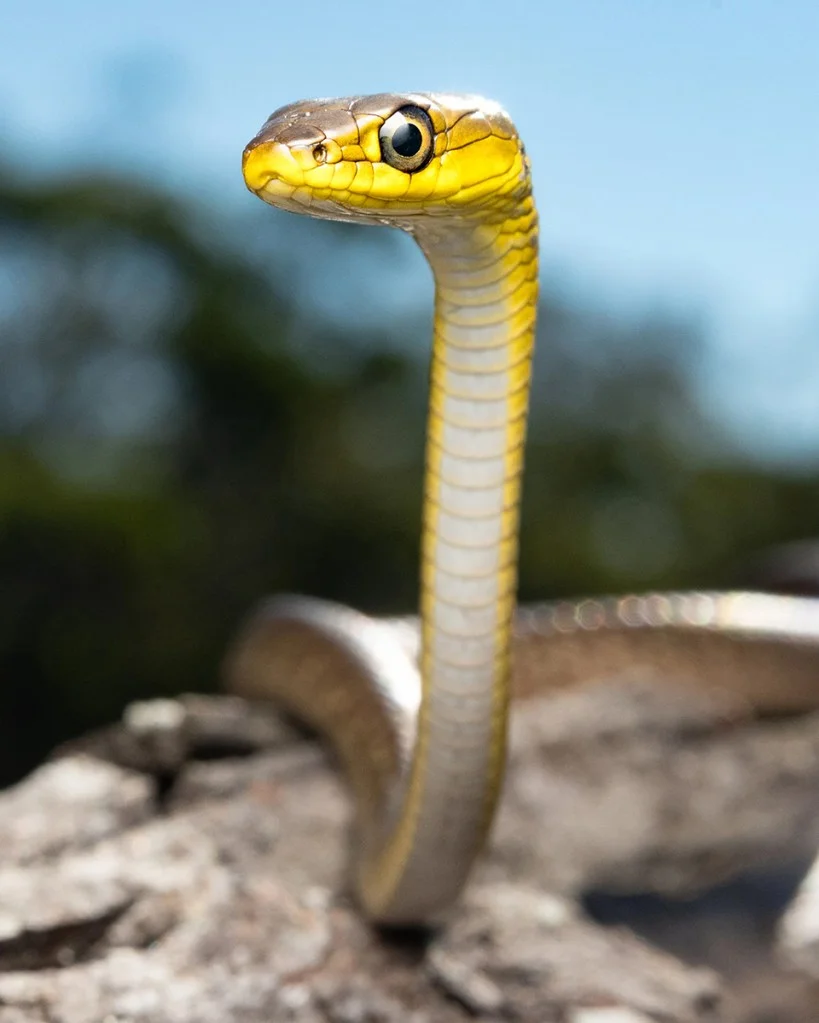 curious young common tree snake