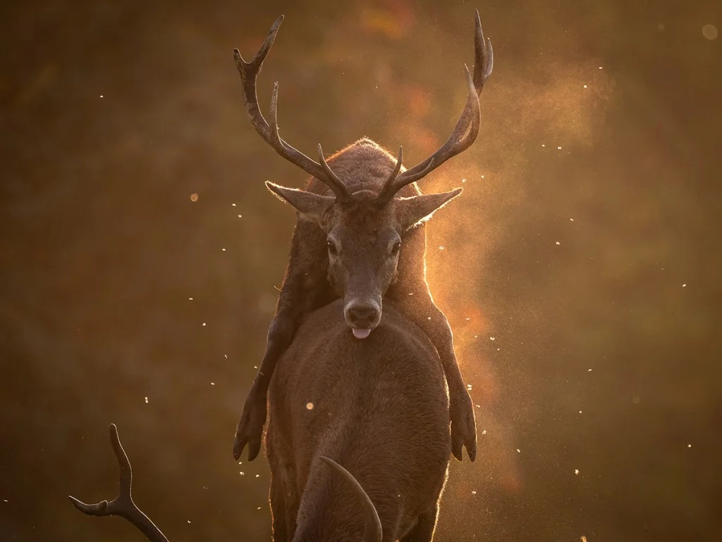 stag during rutting season