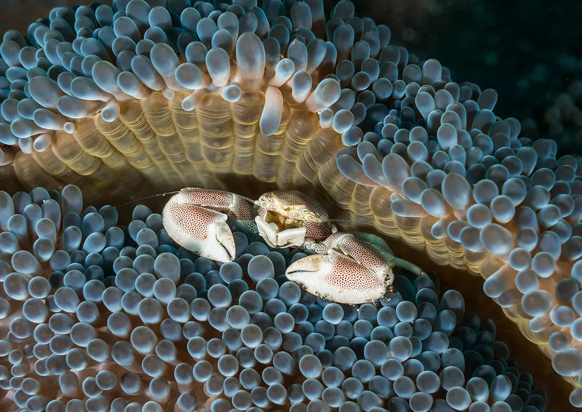 Top Animal Photographs of the Month from the International Amateur Photographer of the Year 2026 Competition