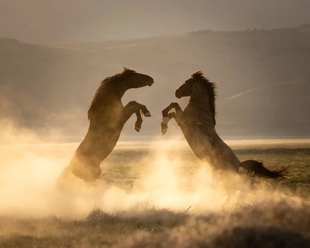 two horses facing off in sand