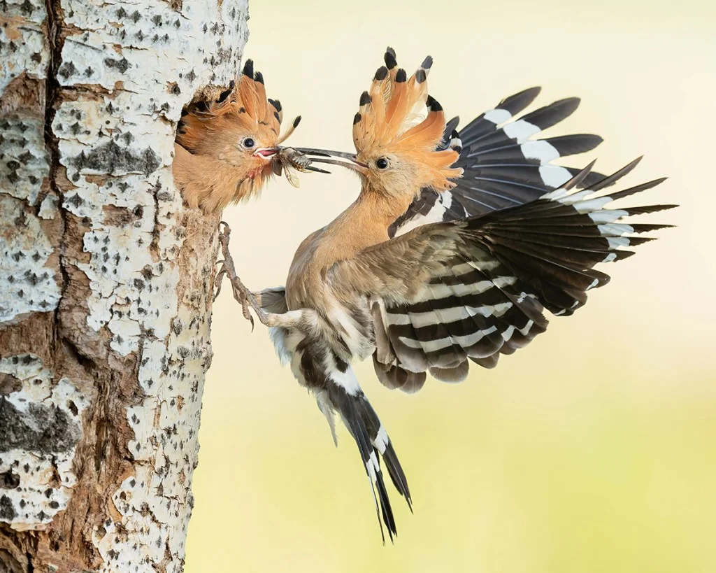 adult Hoopoe feeds young inside tree trunk