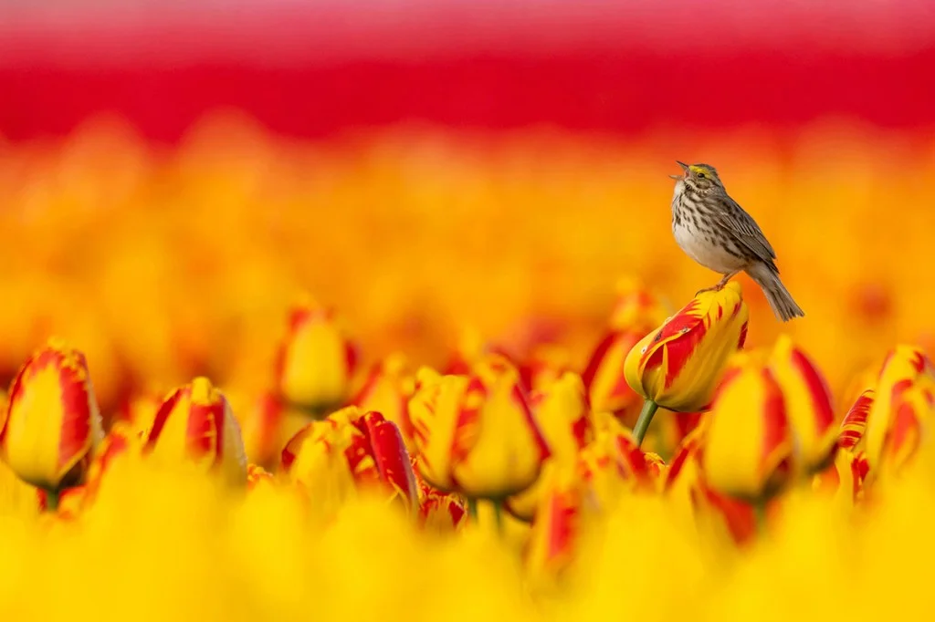 savannah sparrow singing while sat amongst a field of yellow and red tulips