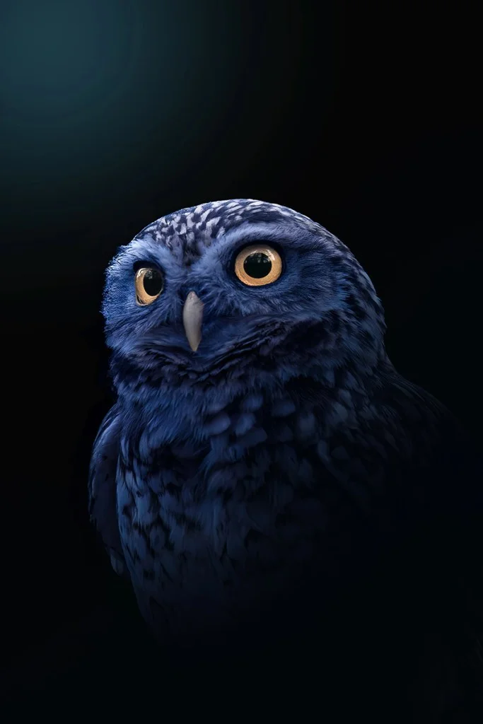 owl portrait