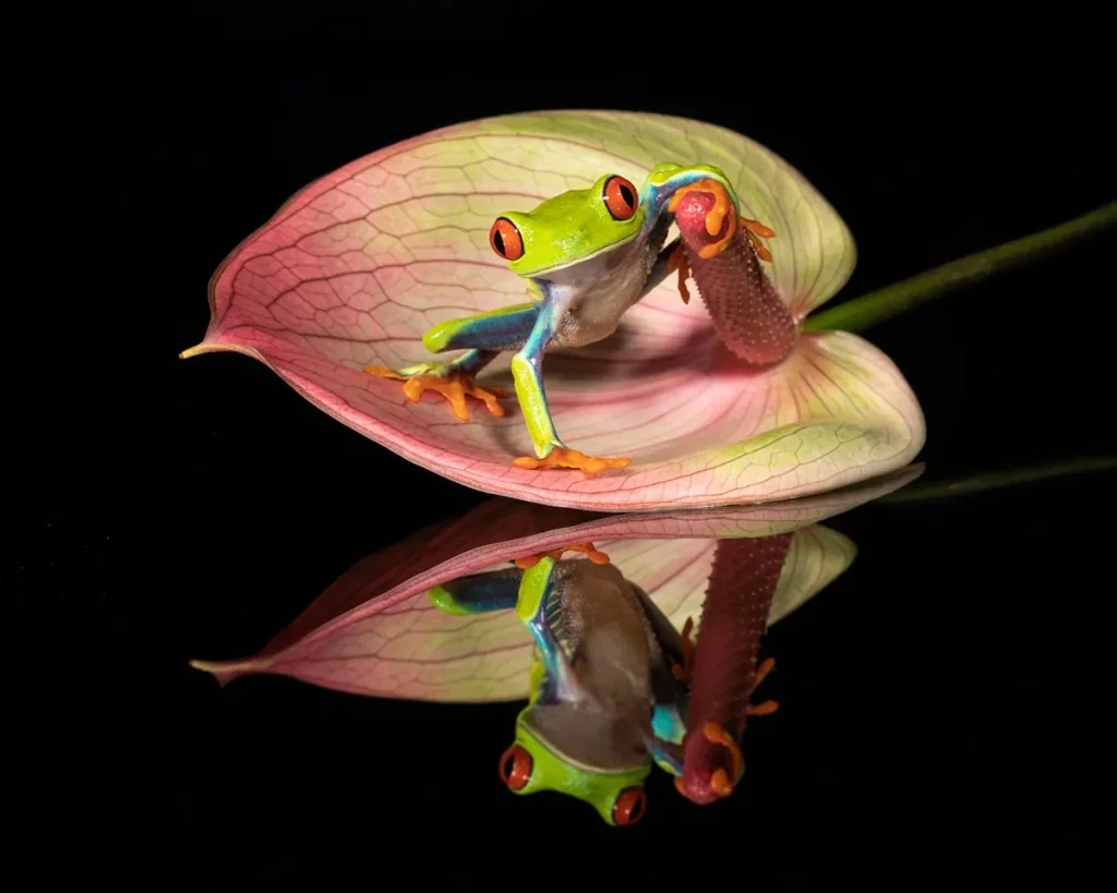 green frog on a lily