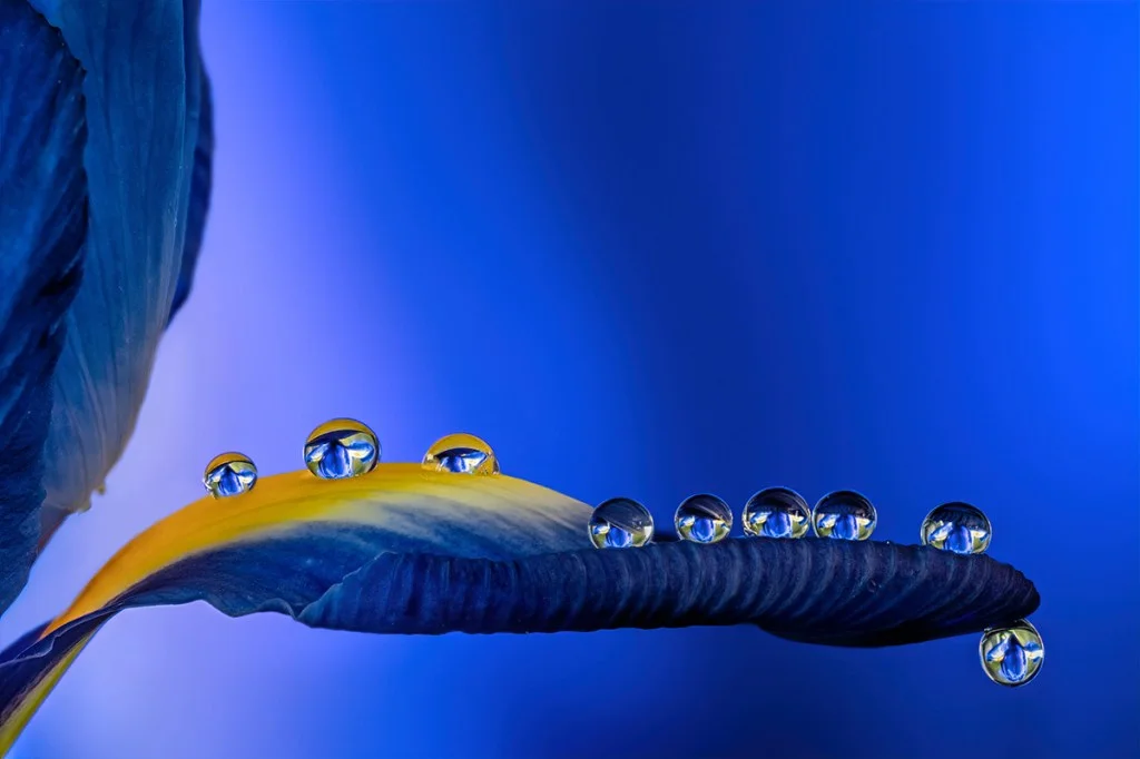 Close-up photo of water droplets on an iris petal
