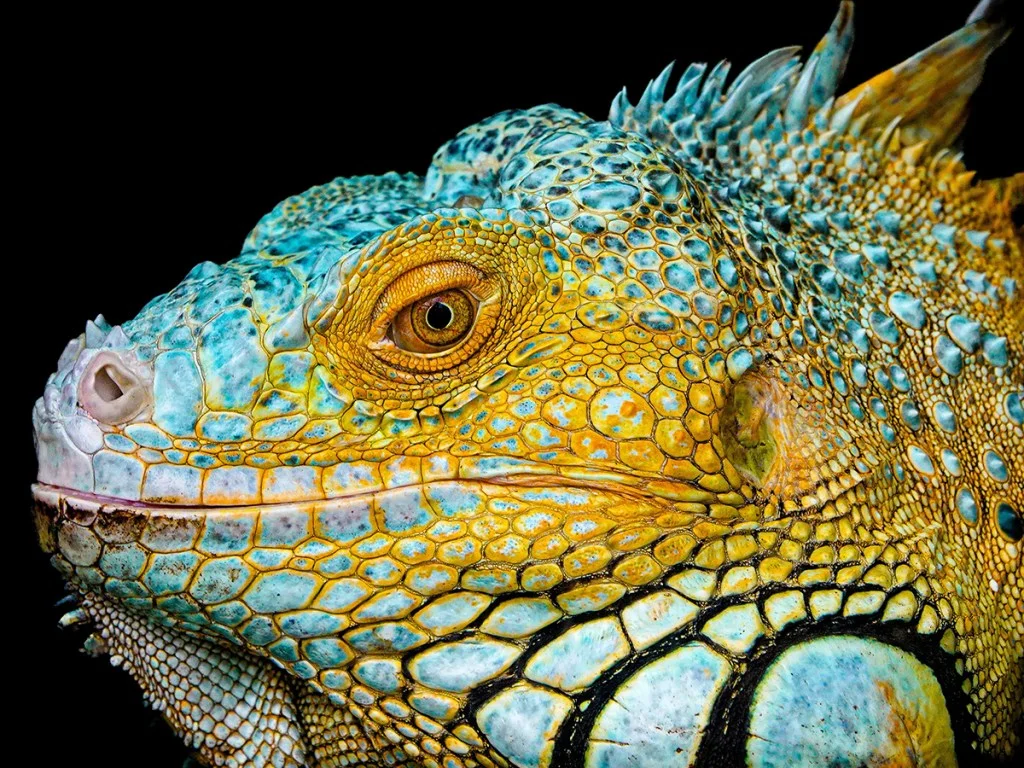 Close-up portrait of a blue and yellow iguana