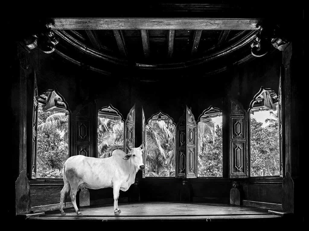 cow standing alone inside what appears to be an ornate wooden pavilion