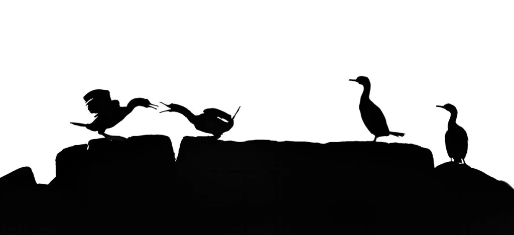 silhouette photo of cormorants