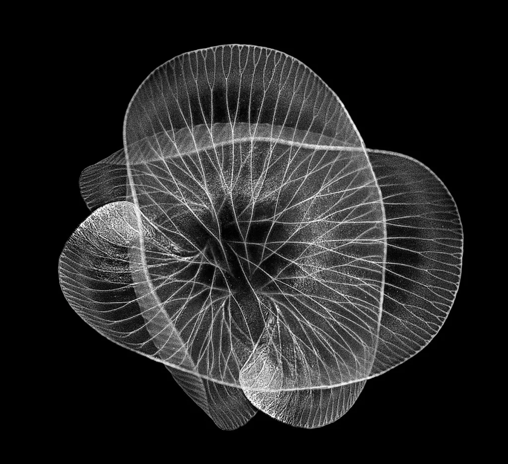 black and white photo of jellyfish