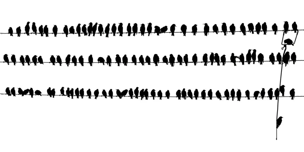 black and white silhouette photo of birds on a pylon line