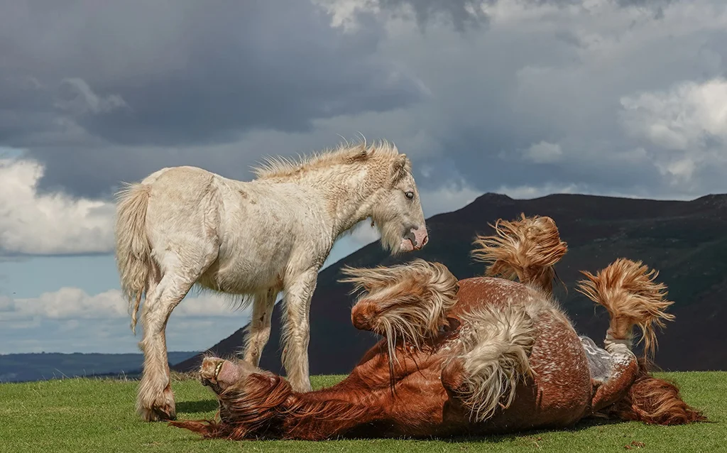 Capture the Animal Kingdom: Enter the 2026 APOY Competition for a Chance to Win Exciting Prizes