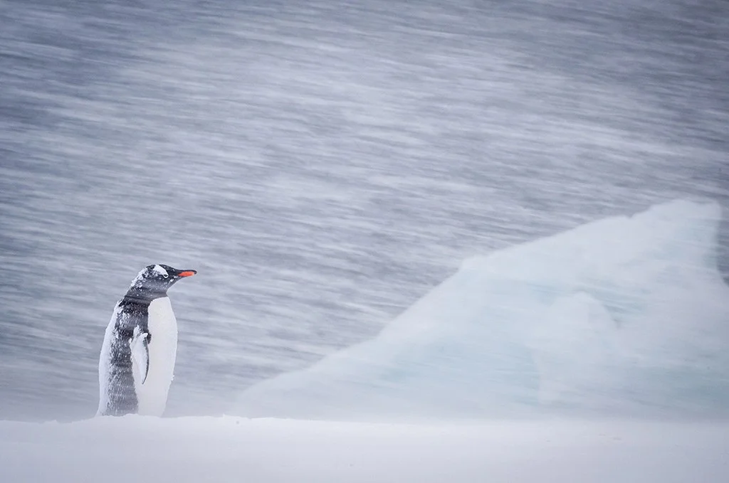 photo of a single penguin walking through a snow storm