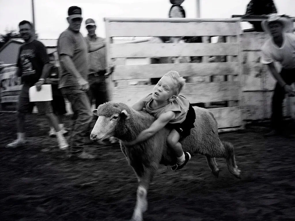 Little Buckaroo' of a junior rodeo participant during mutton busting