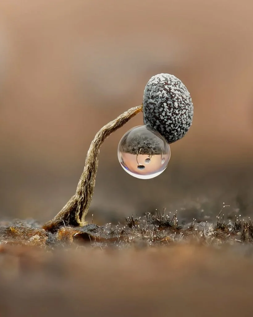 single slime mould with a small water droplet hanging off it