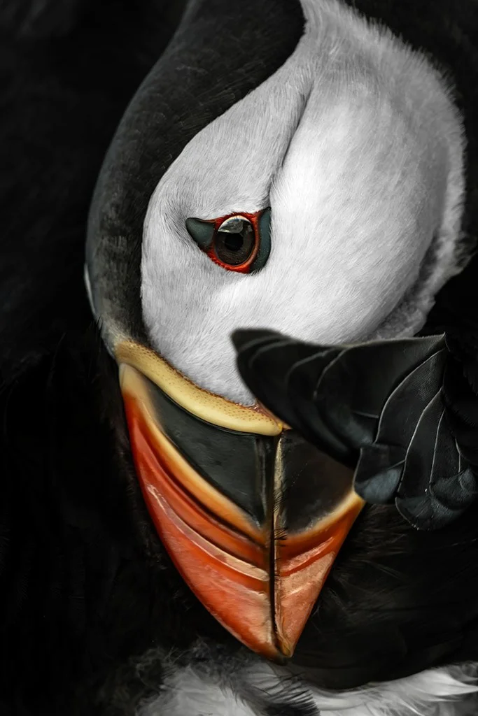 Close-up portrait of a puffin face and beak