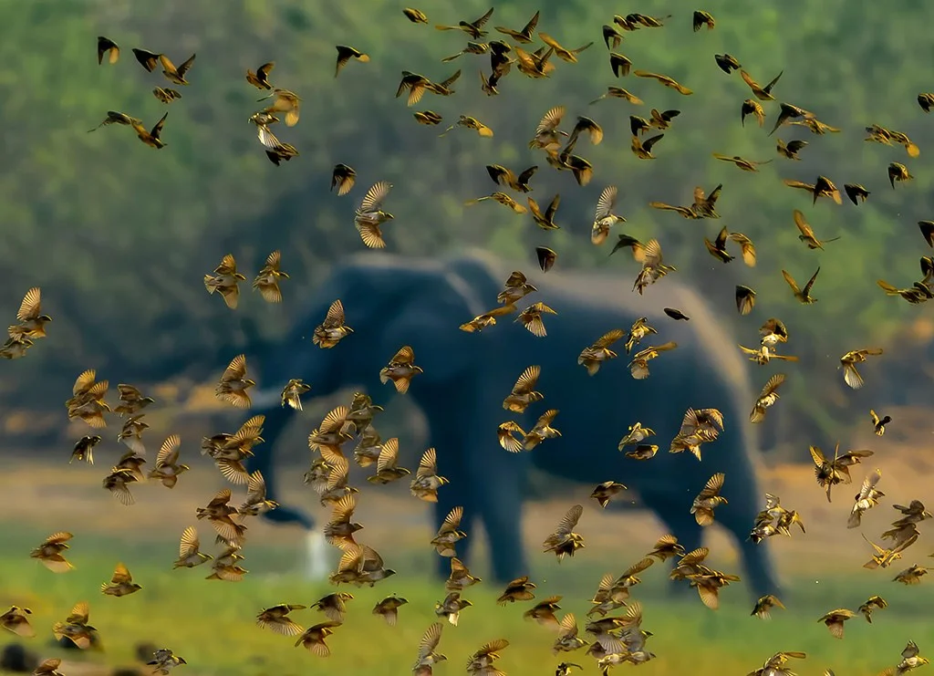 Flying flock of birds in the foreground against the softness of the elephant in the background