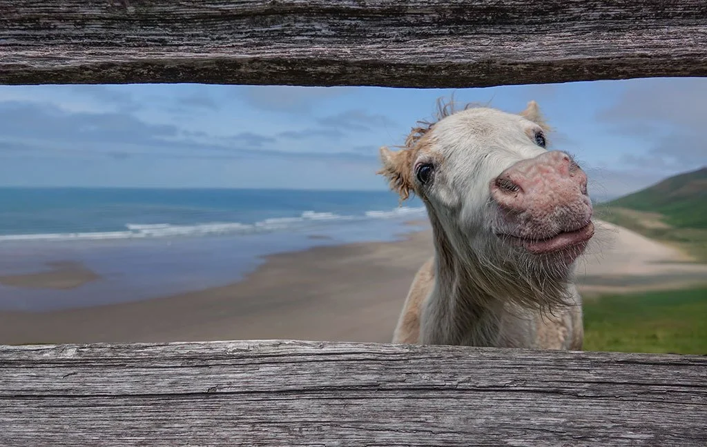 Curious pony at a fence