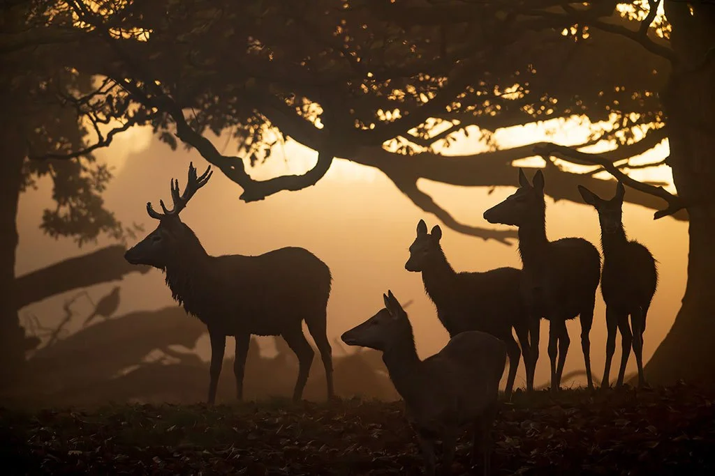 Silhouette of deer in misty woods